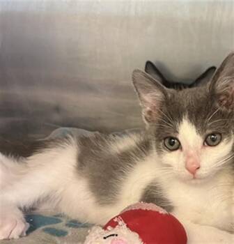 KITKAT -  Domestic Short Hair Cat for Adoption in Rancho Cucamonga, California - KITKAT | PetCurious