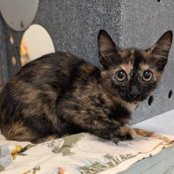 Jelly -  Domestic Short Hair Cat for Adoption in Buchanan Dam, Texas - Jelly | PetCurious