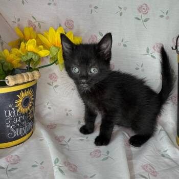 Bombay and Russian Blue Cats Available for Adoption in Mount Vernon, Illinois - Kelsi | PetCurious
