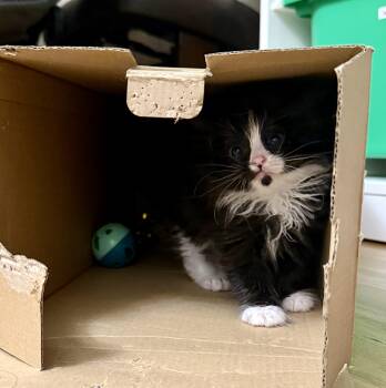 Hiccup -  Domestic Medium Hair Cat for Adoption in Fruit Heights, Utah - Hiccup | PetCurious