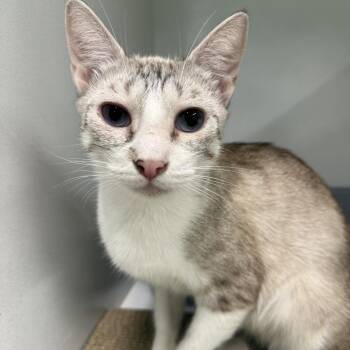 Rhubarb -  Domestic Short Hair Cat for Adoption in Colorado Springs, Colorado - Rhubarb | PetCurious