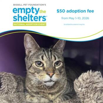 Domestic Short Hair Cats Available for Adoption in Santa Cruz, California - GARY | PetCurious
