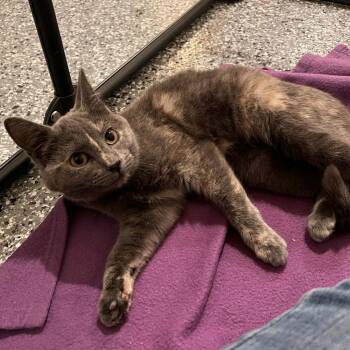 Domestic Short Hair Cats Available for Adoption - Rory | PetCurious