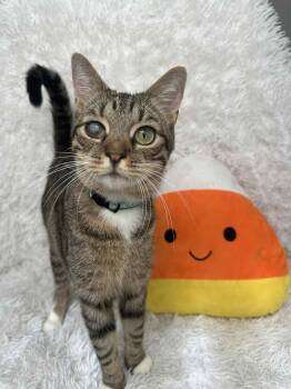 Rescue Tabby Cats for Adoption in Tavares, Florida - Seabiscuit | PetCurious