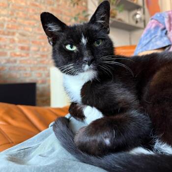 Hansel -  Domestic Short Hair Cat Available for Adoption - Hansel | PetCurious