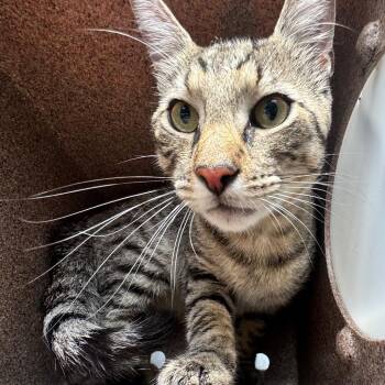 Fresier -  Domestic Short Hair Cat Available for Adoption in Birmingham, Alabama - Fresier | PetCurious