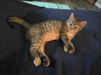 Rescue Domestic Medium Hair Cats for Adoption in Findlay, Ohio - Leia | PetCurious