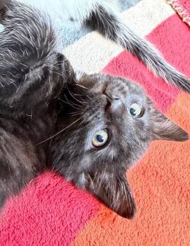 Domestic Short Hair Cats Available for Adoption in North Babylon, New York - Raven | PetCurious