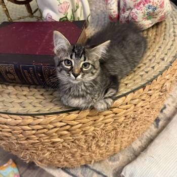 Zoe -  Domestic Long Hair Cat for Adoption in Holly Springs, Georgia - Zoe | PetCurious
