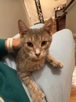 Long John Silver -  Domestic Short Hair Cat for Adoption in Mokena, Illinois - Long John Silver | PetCurious
