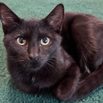 Void -  Domestic Short Hair Cat for Adoption - Void | PetCurious