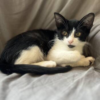Rescue Domestic Short Hair Cats for Adoption in Los Angeles, California - Fabio | PetCurious