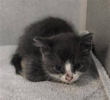 MIAMI -  Domestic Short Hair Cat for Adoption in Dallas, Texas - MIAMI | PetCurious