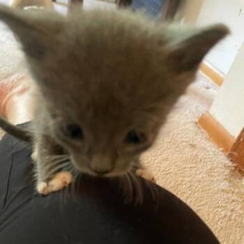 Clawsome -  Domestic Short Hair Cat for Adoption in St. Louis, Missouri - Clawsome | PetCurious