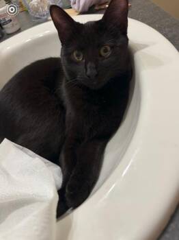 Domestic Short Hair Cats Available for Adoption in Calgary, Alberta - Iceland | PetCurious