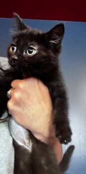 Naomi Brea -  Domestic Short Hair Cat for Adoption in Gorham, Maine - Naomi Brea | PetCurious