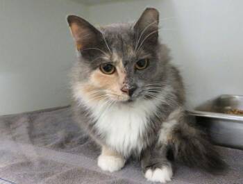 Domestic Medium Hair Cats Available for Adoption in Oklahoma City, Oklahoma - A472959 | PetCurious