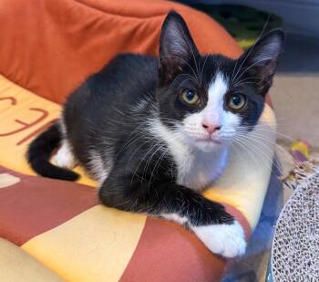 Parmida -  Domestic Short Hair and Tuxedo Cat for Adoption in Pompano Beach, Florida - Parmida | PetCurious