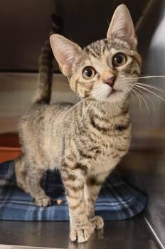 Punkin (petsmart) -  Domestic Short Hair Cat for Adoption in Ocala, Florida - Punkin (petsmart) | PetCurious