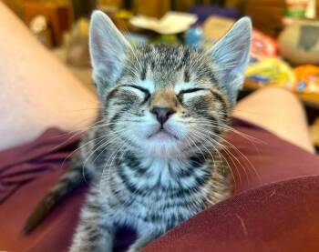 Domestic Short Hair Cats Available for Adoption in Valley Park, Oklahoma - Toby | PetCurious