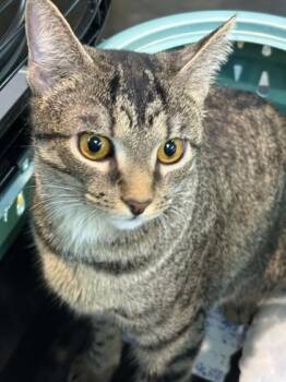 LilyCat -  Domestic Short Hair Cat for Adoption in Memphis, Tennessee - LilyCat | PetCurious