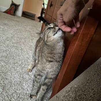 Fern -  Domestic Short Hair Cat for Adoption in Durham, North Carolina - Fern | PetCurious