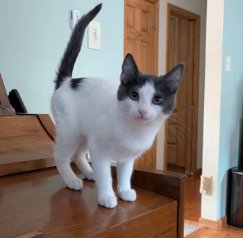 Rescue Domestic Short Hair Cats for Adoption in Mayfield, New York - Olivia | PetCurious