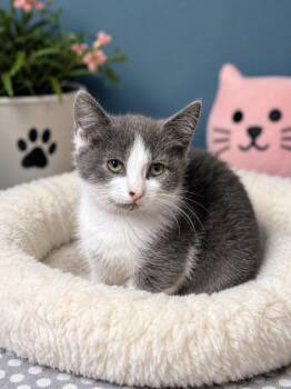 Doja Cat -  Domestic Short Hair Cat for Adoption in Chattanooga, Tennessee - Doja Cat | PetCurious
