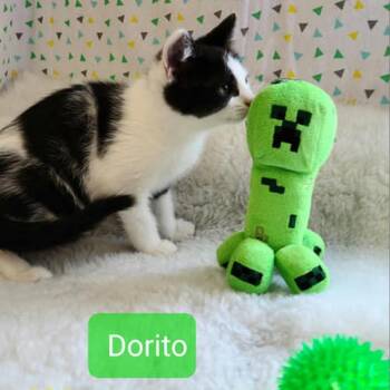 Dorito -  Domestic Short Hair Cat for Adoption in Muncie, Indiana - Dorito | PetCurious