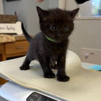 Domestic Short Hair Cats Available for Adoption in Greensboro, Georgia - Sonny | PetCurious