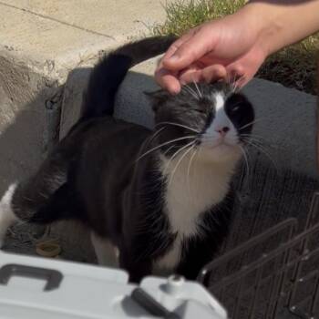Mochi -  Domestic Short Hair Cat for Adoption in Prosper, Texas - Mochi | PetCurious