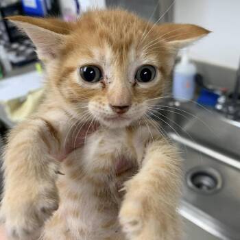 Sporty Spice -  Domestic Short Hair Cat for Adoption in Cleveland, Mississippi - Sporty Spice | PetCurious