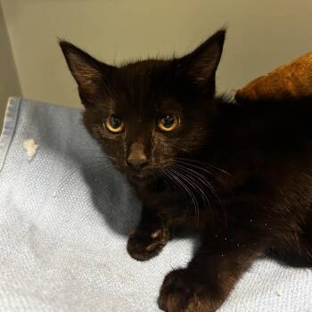 Jellyfish -  Domestic Short Hair Cat for Adoption in Chattanooga, Tennessee - Jellyfish | PetCurious