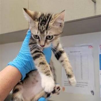 A802790 -  Domestic Short Hair Cat for Adoption in San Antonio, Texas - A802790 | PetCurious