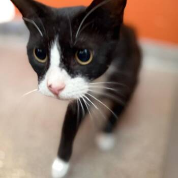 Sylvia -  Domestic Short Hair Cat Available for Adoption in Sarasota, Florida - Sylvia | PetCurious