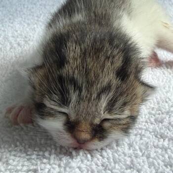 Domestic Medium Hair Cats Available for Adoption in Chapel Hill, North Carolina - Rhianna | PetCurious