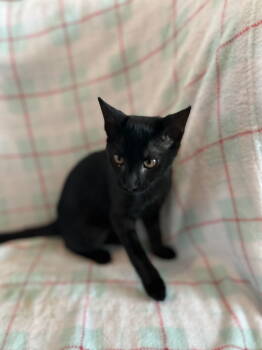 Rescue Domestic Short Hair Cats for Adoption in The Woodlands, Texas - Haumea | PetCurious