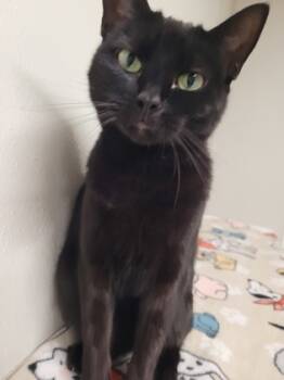 Rescue Domestic Short Hair Cats for Adoption in New Freedom, Pennsylvania - Wednesday | PetCurious