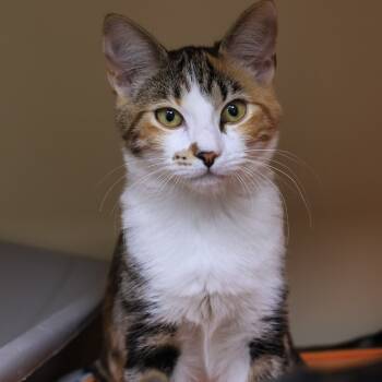 Rescue Domestic Short Hair Cats for Adoption in Los Angeles, California - Beatrix Kiddo | PetCurious