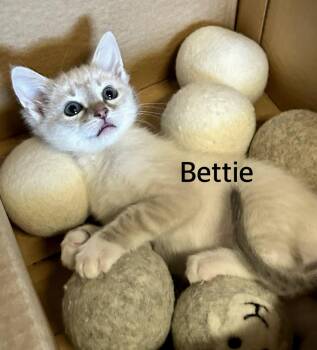 Bettie -  Siamese and Domestic Short Hair Cat Available for Adoption in Owasso, Oklahoma - Bettie | PetCurious