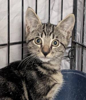 Billy -  Tabby Cat for Adoption in Trophy Club, Texas - Billy | PetCurious