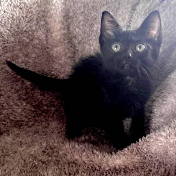 Fawn -  Domestic Short Hair Cat for Adoption in Wichita, Kansas - Fawn | PetCurious