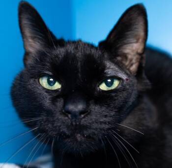 NIKE -  Domestic Short Hair Cat for Adoption in Boston, Massachusetts - NIKE | PetCurious
