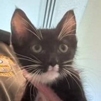 Ronnie -  Domestic Short Hair Cat for Adoption in Norman, Oklahoma - Ronnie | PetCurious