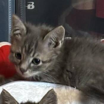 Dragon Fruit -  Domestic Short Hair Cat for Adoption in Phoenixville, Pennsylvania - Dragon Fruit | PetCurious