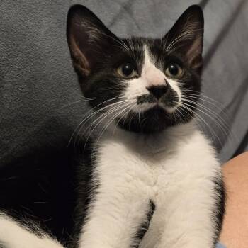 Marmaduke -  Domestic Short Hair Cat for Adoption in Sarasota, Florida - Marmaduke | PetCurious