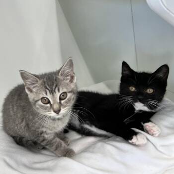 Domestic Short Hair Cats Available for Adoption in Hazlet, New Jersey - Daisy | PetCurious