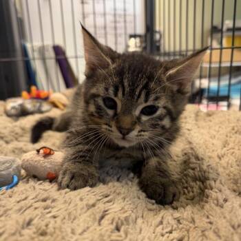 Domestic Short Hair Cats Available for Adoption - Mister Slithers | PetCurious