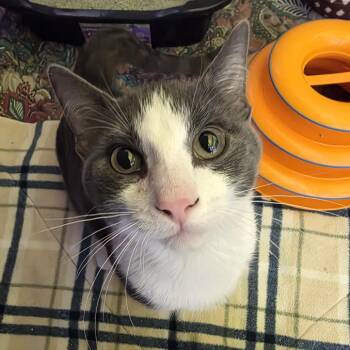 Curious George -  Domestic Short Hair Cat for Adoption in Oshkosh, Wisconsin - Curious George | PetCurious