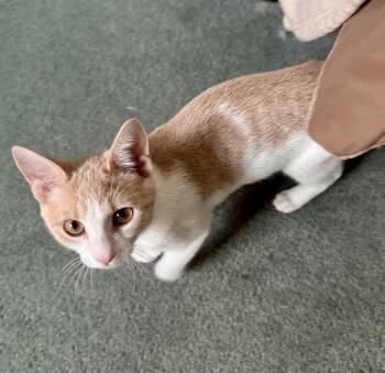 GoT:  Jamie Lannister -  Tabby and Domestic Short Hair Cat for Adoption - GoT:  Jamie Lannister | PetCurious